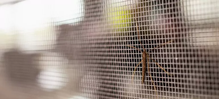 Repair Mosquito Mesh For Windows in Opa-locka, FL